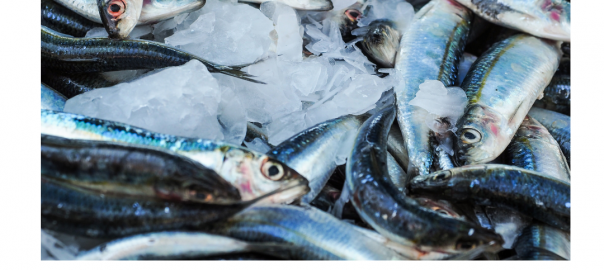 CRMV-PB alerta sobre os cuidados na aquisição do pescado para a Semana Santa