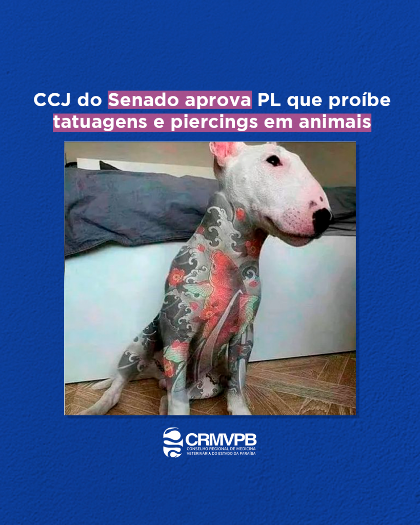 Câmara aprova proibição de tatuagem em cães e gatos com fins