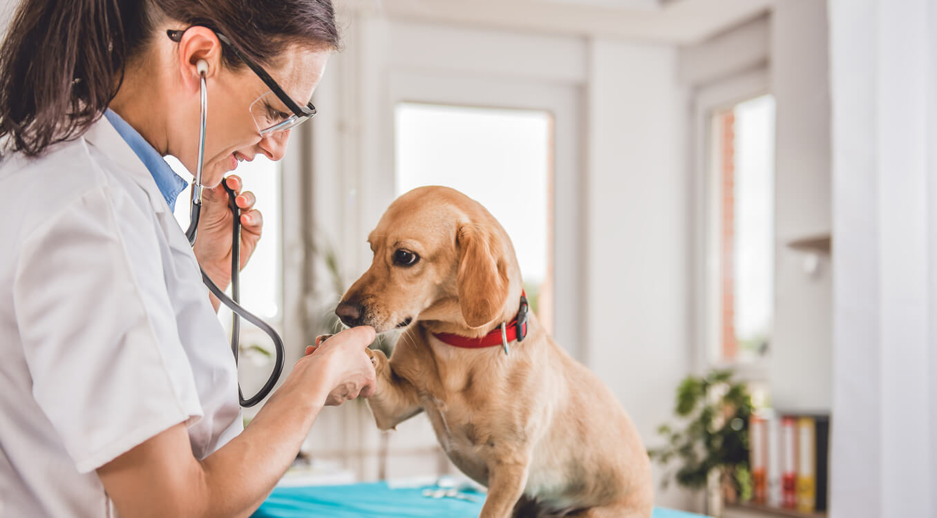 Florence-dia-do-medico-veterinario